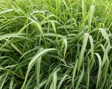 Chrastice rákosovitá 'Luteopicta'