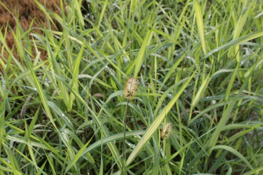 Chrastice rákosovitá 'Luteopicta' - Phalaris arundinacea 'Luteopicta'