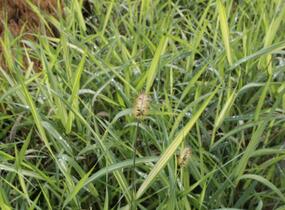 Chrastice rákosovitá 'Luteopicta' - Phalaris arundinacea 'Luteopicta'