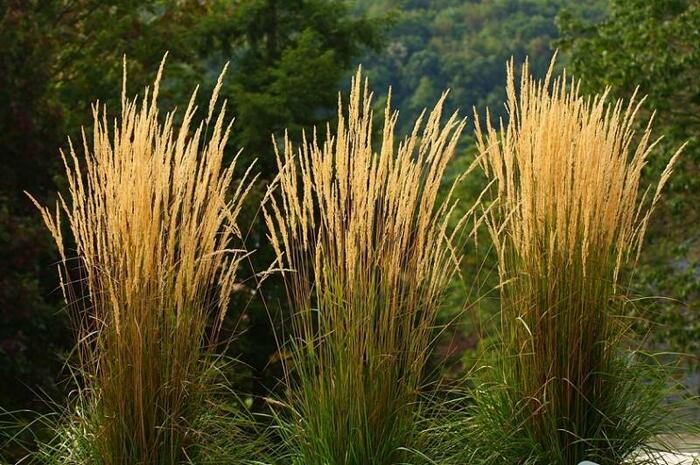 Třtina ostrokvětá 'Waldenbuch' - Calamagrostis acutiflora 'Waldenbuch'