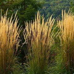 Třtina ostrokvětá 'Waldenbuch' - Calamagrostis acutiflora 'Waldenbuch'