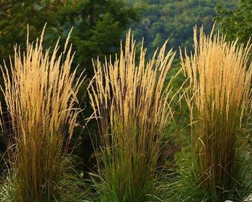 Třtina ostrokvětá 'Waldenbuch'