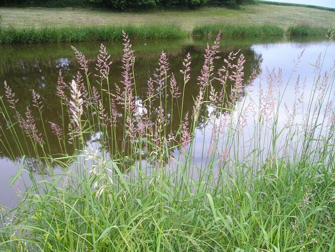 Chrastice rákosovitá - Phalaris arundinacea