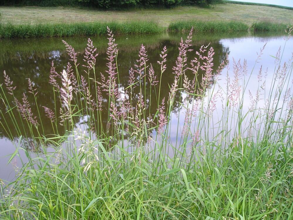 Chrastice rákosovitá - Phalaris arundinacea