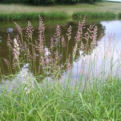 Chrastice rákosovitá - Phalaris arundinacea