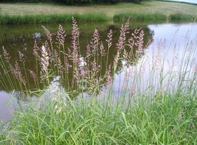 Chrastice rákosovitá - Phalaris arundinacea