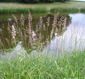 Chrastice rákosovitá - Phalaris arundinacea