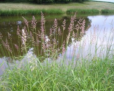 Chrastice rákosovitá