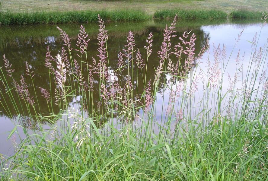 Chrastice rákosovitá - Phalaris arundinacea