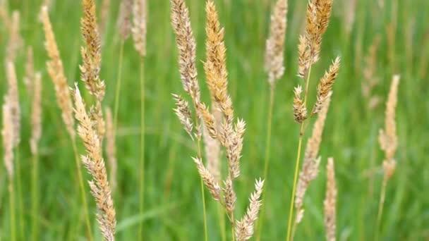 Chrastice rákosovitá - Phalaris arundinacea