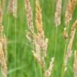 Chrastice rákosovitá - Phalaris arundinacea