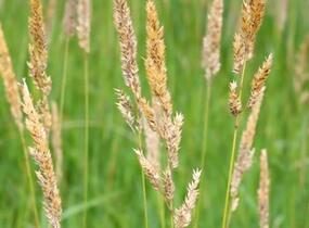 Chrastice rákosovitá - Phalaris arundinacea