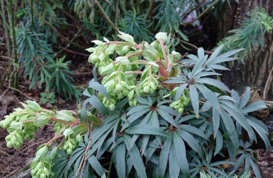 Čemeřice 'Wester Flisk' - Helleborus foetidus 'Wester Flisk'