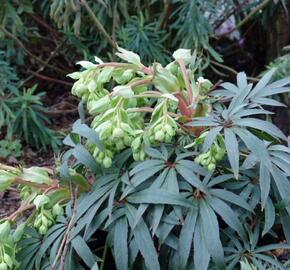 Čemeřice 'Wester Flisk' - Helleborus foetidus 'Wester Flisk'