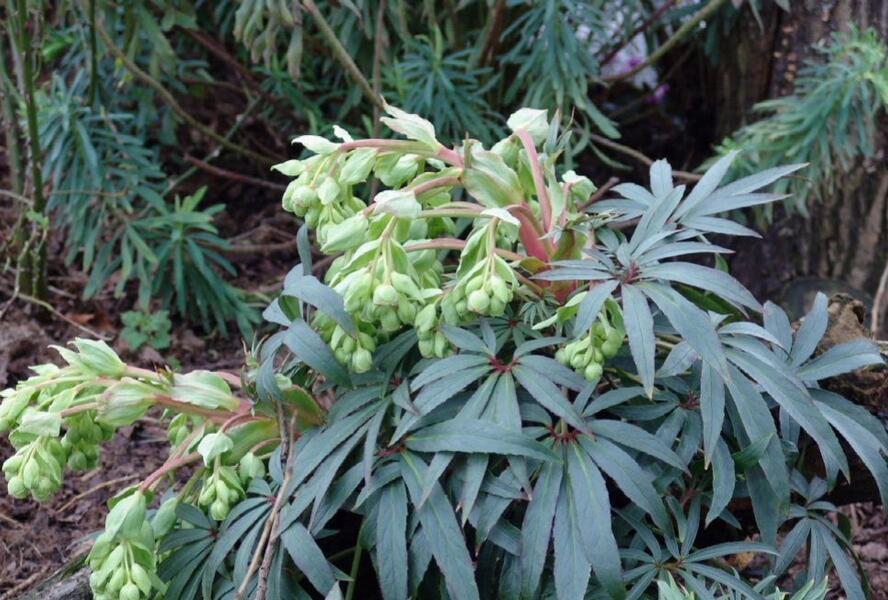 Čemeřice 'Wester Flisk' - Helleborus foetidus 'Wester Flisk'