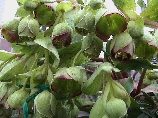Čemeřice 'Wester Flisk' - Helleborus foetidus 'Wester Flisk'