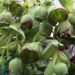 Čemeřice 'Wester Flisk' - Helleborus foetidus 'Wester Flisk'