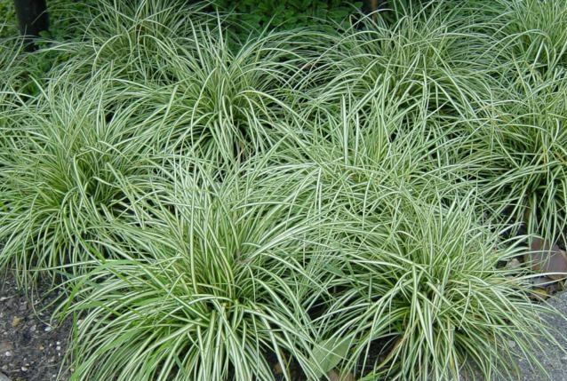 Ostřice 'Snow Line' - Carex conica 'Snow Line'