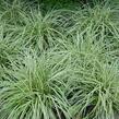 Ostřice 'Snow Line' - Carex conica 'Snow Line'