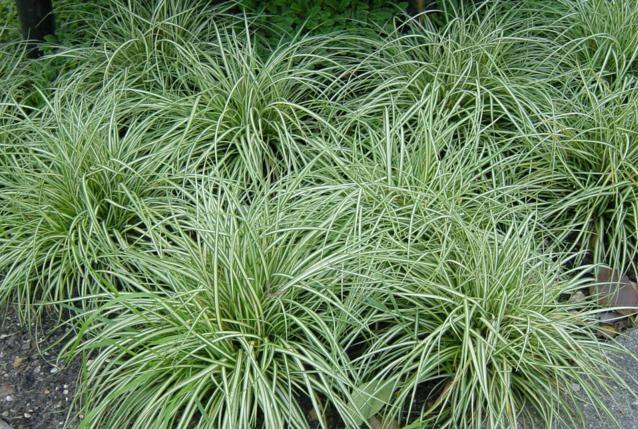 Ostřice kuželovitá 'Snow Line' - Carex conica 'Snow Line'