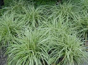 Ostřice kuželovitá 'Snow Line' - Carex conica 'Snow Line'