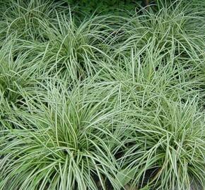 Ostřice 'Snow Line' - Carex conica 'Snow Line'