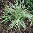 Ostřice 'Snow Line' - Carex conica 'Snow Line'