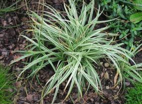 Ostřice kuželovitá 'Snow Line' - Carex conica 'Snow Line'