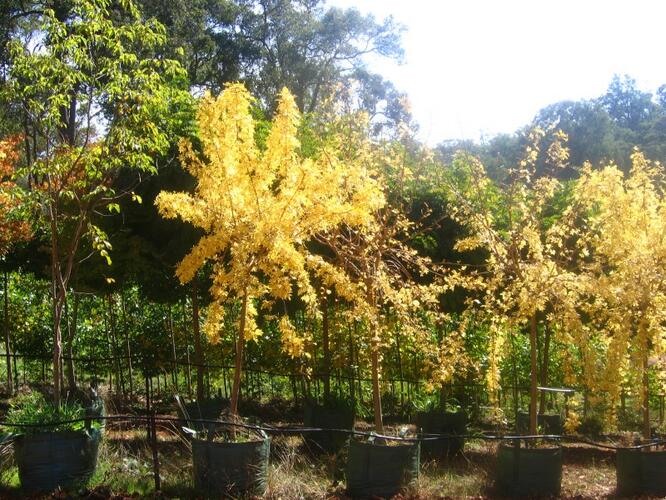 Jasan ztepilý 'Aurea Pendula' - Fraxinus excelsior 'Aurea Pendula'