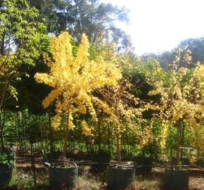 Jasan ztepilý 'Aurea Pendula' - Fraxinus excelsior 'Aurea Pendula'