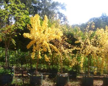 Jasan ztepilý 'Aurea Pendula'