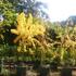 jasan-ztepily-aurea-pendula.jpg