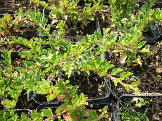 Skalník přitisklý 'Evergreen' - Cotoneaster adpressus 'Evergreen'