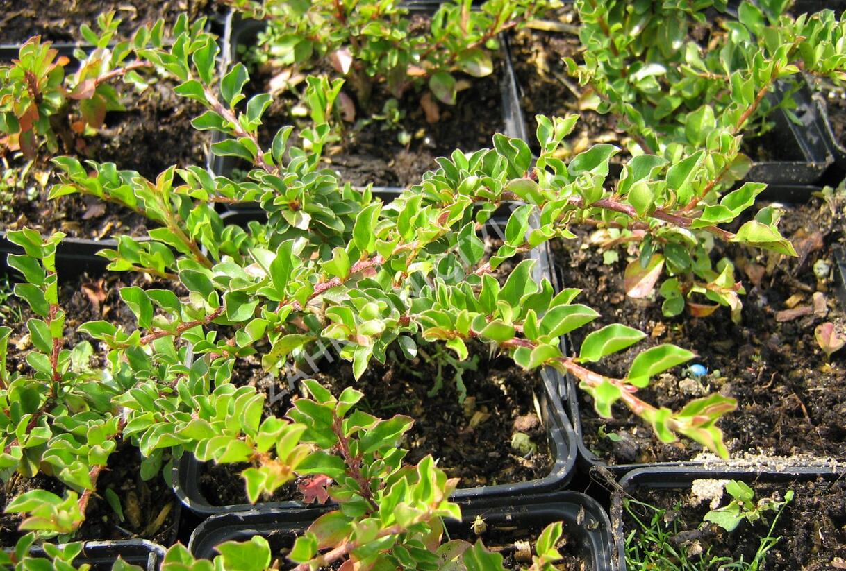 Skalník přitisklý 'Evergreen' - Cotoneaster adpressus 'Evergreen'