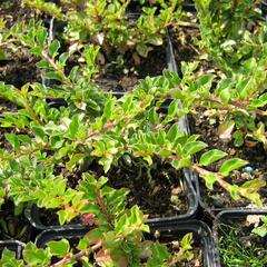 Skalník přitisklý 'Evergreen' - Cotoneaster adpressus 'Evergreen'