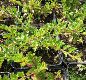 Skalník přitisklý 'Evergreen' - Cotoneaster adpressus 'Evergreen'
