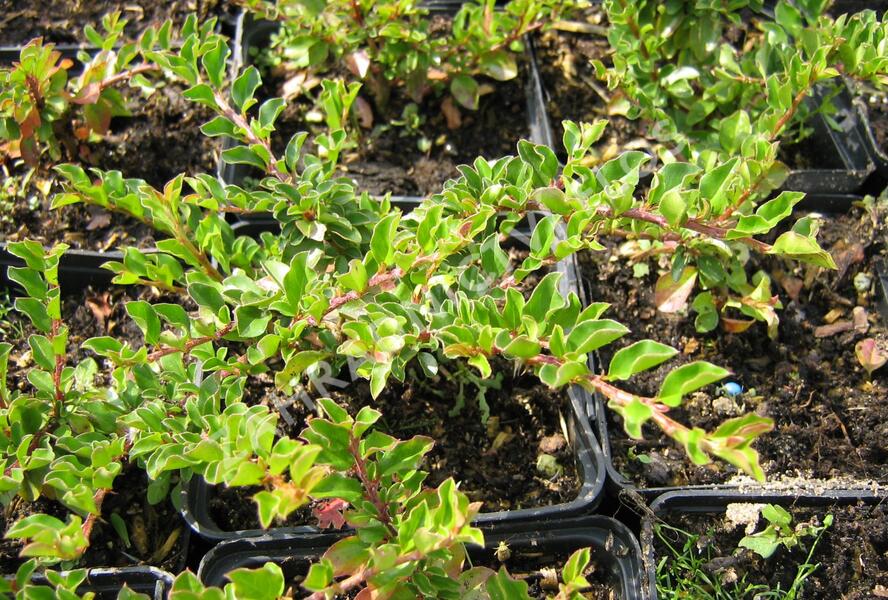 Skalník přitisklý 'Evergreen' - Cotoneaster adpressus 'Evergreen'