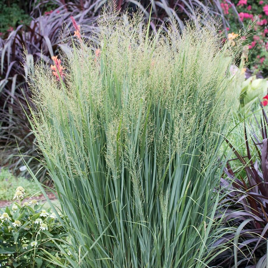 Proso prutnaté 'Northwind' - Panicum virgatum 'Northwind'