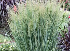 Proso prutnaté 'Northwind' - Panicum virgatum 'Northwind'