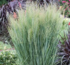 Proso prutnaté 'Northwind' - Panicum virgatum 'Northwind'