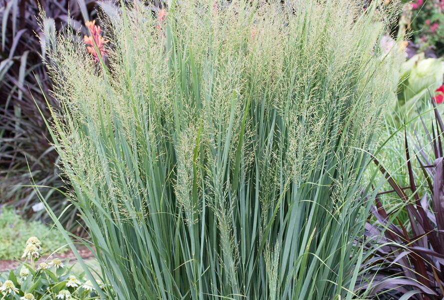 Proso prutnaté 'Northwind' - Panicum virgatum 'Northwind'
