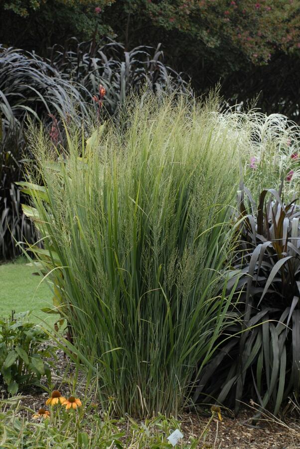 Proso prutnaté 'Northwind' - Panicum virgatum 'Northwind'