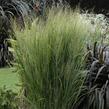 Proso prutnaté 'Northwind' - Panicum virgatum 'Northwind'