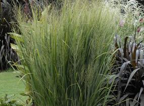 Proso prutnaté 'Northwind' - Panicum virgatum 'Northwind'