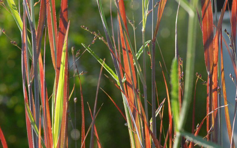 Proso prutnaté 'Heiliger Hain' - Panicum virgatum 'Heiliger Hain'