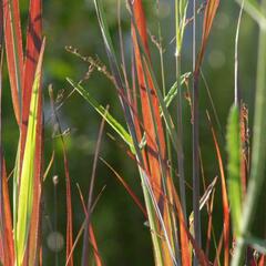 Proso prutnaté 'Heiliger Hain' - Panicum virgatum 'Heiliger Hain'