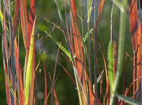 Proso prutnaté 'Heiliger Hain' - Panicum virgatum 'Heiliger Hain'