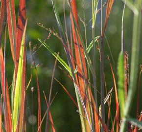 Proso prutnaté 'Heiliger Hain' - Panicum virgatum 'Heiliger Hain'