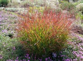 Proso prutnaté 'Heiliger Hain' - Panicum virgatum 'Heiliger Hain'