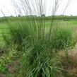 Bezkolenec modrý 'Cordoba' - Molinia caerulea 'Cordoba'